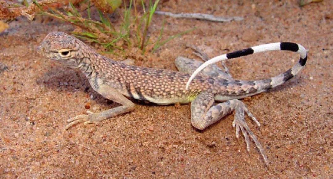 爬上火星的蜥蜴！南航仿生机器人可适应复杂地表，助力火星探索(图5)